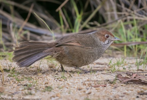 Rufous Bristlebird, Point Addis, Great Ocean Road, Anglesea, Victoria