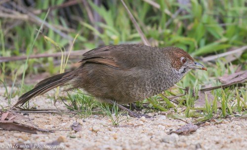 Rufous Bristlebird, Point Addis, Great Ocean Road, Anglesea, Victoria
