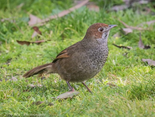 Rufous Bristlebird, Point Addis, Great Ocean Road, Anglesea, Victoria