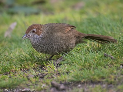 Rufous Bristlebird, Point Addis, Great Ocean Road, Anglesea, Victoria