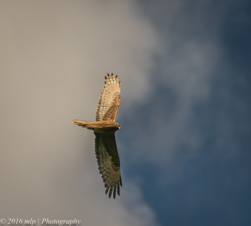 Swamp Harrier, Braeside Park, Victoria