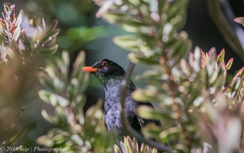 Black Bird, Wilson Botanic Park, Berwick, 30 Oct 2016
