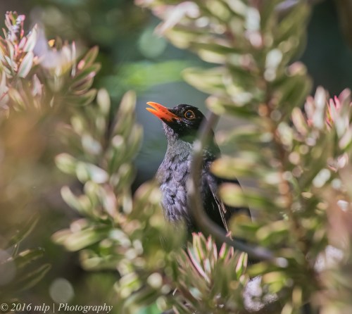 Black Bird, Wilson Botanic Park, Berwick, 30 Oct 2016