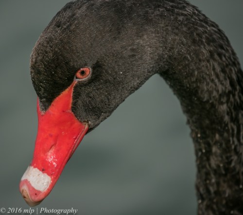 Black Swan, Albert Park Lake, Victoria, 21 Aug 2016