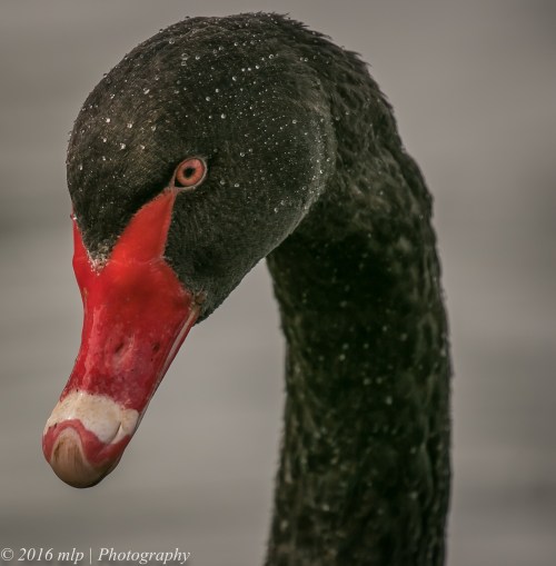Black Swan, Albert Park Lake, Victoria, 21 Aug 2016