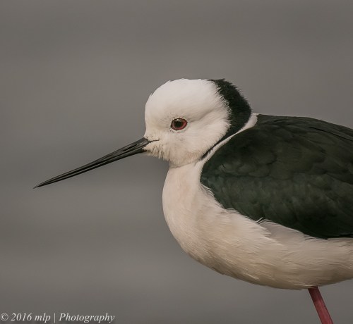 Black Winged Stilt, Albert Park Lake, Victoria, 21 Aug 2016
