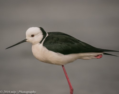 Black Winged Stilt, Albert Park Lake, Victoria, 21 Aug 2016