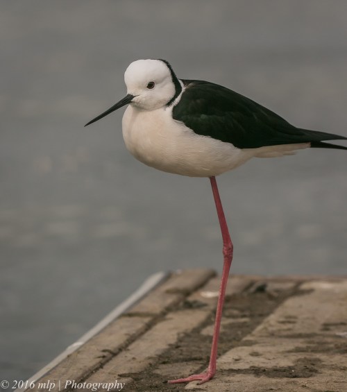 Black Winged Stilt, Albert Park Lake, Victoria, 21 Aug 2016