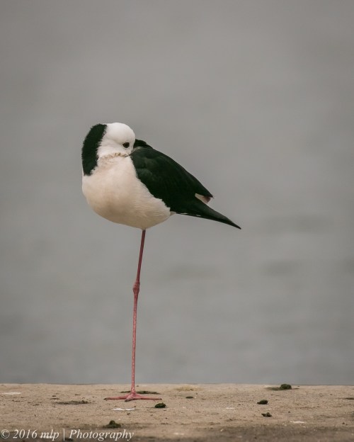 Black Winged Stilt, Albert Park Lake, Victoria, 21 Aug 2016