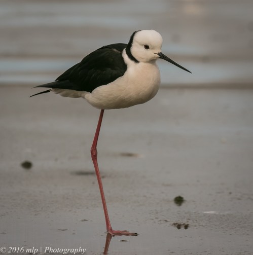 Black Winged Stilt, Albert Park Lake, Victoria, 21 Aug 2016