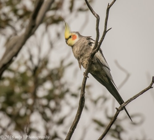 Cockatiel, Goschen Bushland Reserve, Goschen, Victoria
