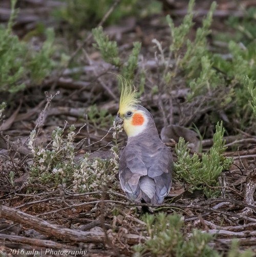 Cockatiel, Goschen Bushland Reserve, Goschen, Victoria