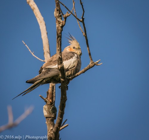 Cockatiel, Goschen Bushland Reserve, Goschen, Victoria