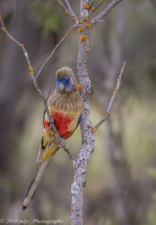 Greater Bluebonnet, Tresco West Bushland Reserve, Tresco West, Victoria