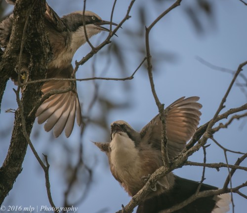 Grey-crowned Babbler, Middle lake Ibis Rookery, Kerang, Victoria