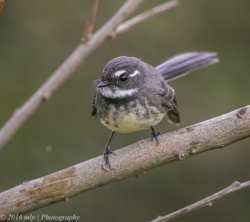 Grey Fantail, Point Ormond Coastal Reserve, Elwood, Victoria, 21 Aug 2016