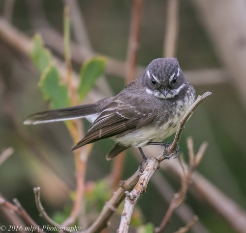 Grey Fantail, Point Ormond Coastal Reserve, Elwood, Victoria, 21 Aug 2016