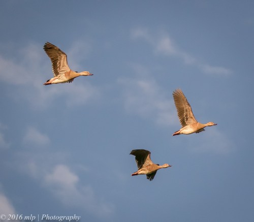 Plumed Whistling Duck, Mitiamo-Kow Swamp Road Dams, Terrick Terrick, Victoria, 1st Oct 2016