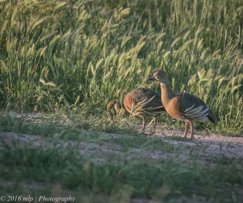 Plumed Whistling Duck, Mitiamo-Kow Swamp Road Dams, Terrick Terrick, Victoria, 1st Oct 2016