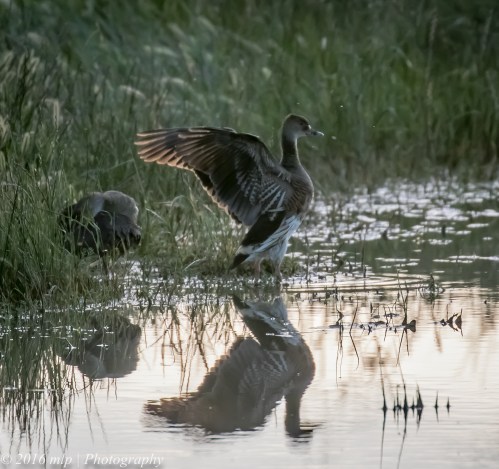 Plumed Whistling Duck, Mitiamo-Kow Swamp Road Dams, Terrick Terrick, Victoria, 1st Oct 2016
