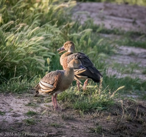 Plumed Whistling Duck, Mitiamo-Kow Swamp Road Dams, Terrick Terrick, Victoria, 1st Oct 2016