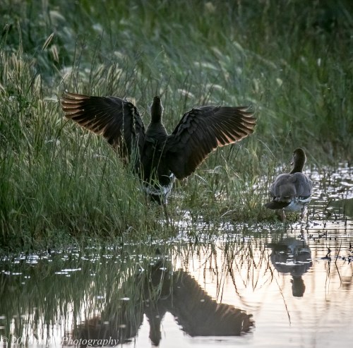 Plumed Whistling Duck, Mitiamo-Kow Swamp Road Dams, Terrick Terrick, Victoria, 1st Oct 2016