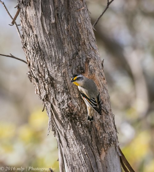 Striated Pardalote at nest hole, Goschen Bushland Reserve, Goschen, Victoria, 2 Oct 2016