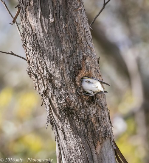 Striated Pardalote at nest hole, Goschen Bushland Reserve, Goschen, Victoria, 2 Oct 2016