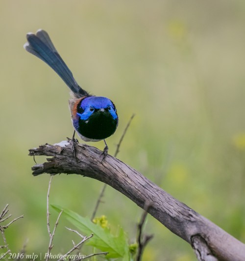Variegated Fairywren, Tresco West Bushland, Reserve, Tresco West, Victoria