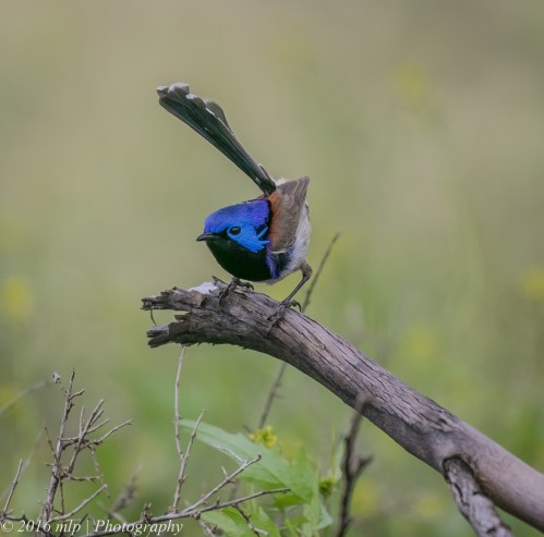 Variegated Fairywren, Tresco West Bushland, Reserve, Tresco West, Victoria