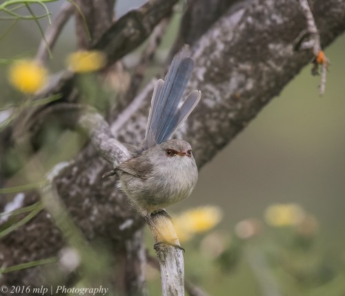 Variegated Fairywren, Tresco West Bushland, Reserve, Tresco West, Victoria