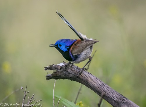 Variegated Fairywren, Tresco West Bushland, Reserve, Tresco West, Victoria
