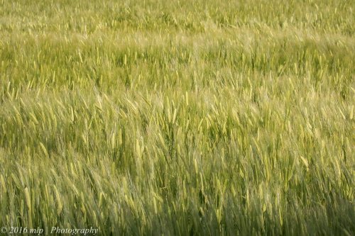 Wheat fields, Goschen, Victoria, 2 Oct 2016