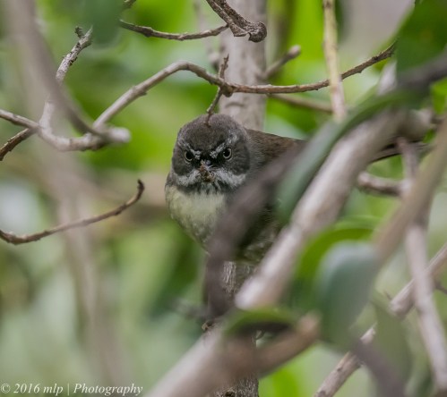 White-browed Scrubwren, Point Ormond Coastal Reserve, Elwood, Victoria, 21 Aug 2016