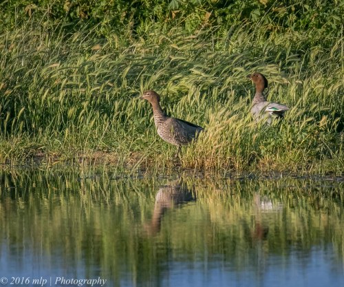 Australian Wood Duck, Mitiamo-Kow Swamp Road Dams, Terrick Terrick, Victoria, 1st Oct 2016