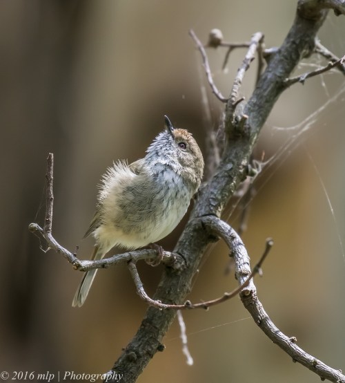 Brown Thornbill, Wilson Botanic Park, Berwick, Victoria, 6 Nov 2016