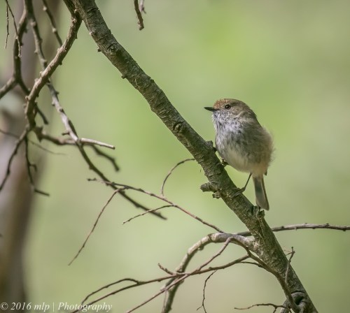 Brown Thornbill, Wilson Botanic Park, Berwick, Victoria, 6 Nov 2016