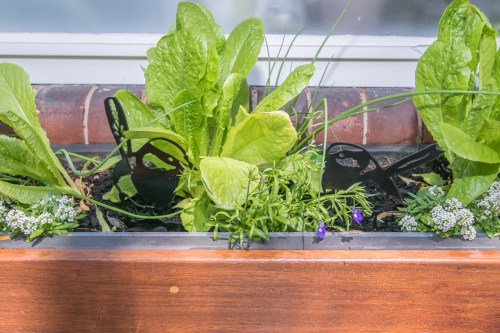 Planter box kitchen garden