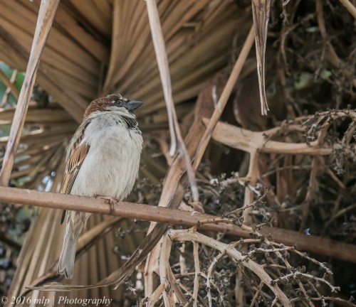 House Sparrow, Ormond Road, Elwood, Victoria, 1 Nov 2016
