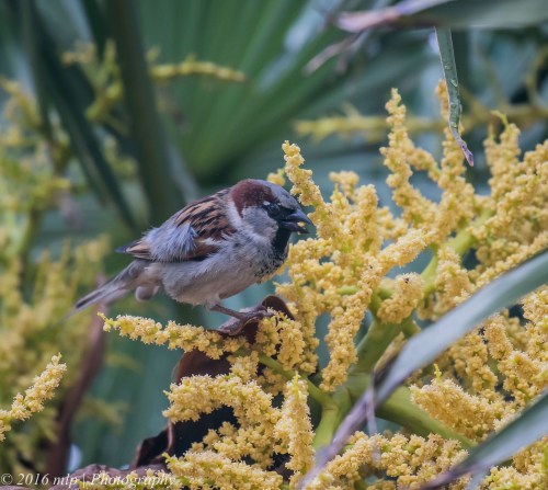 House Sparrow, Ormond Road, Elwood, Victoria, 1 Nov 2016