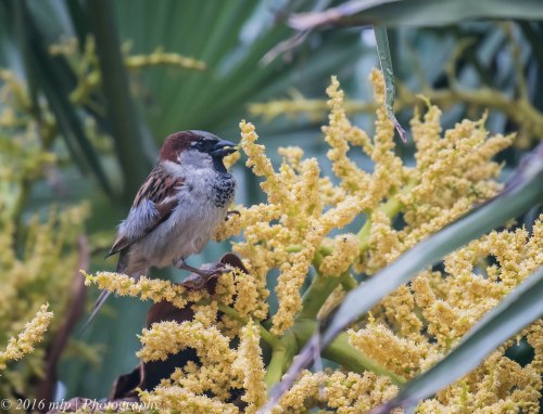 House Sparrow, Ormond Road, Elwood, Victoria, 1 Nov 2016