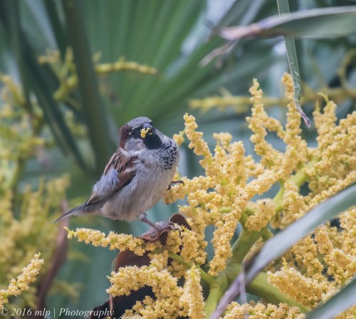 House Sparrow, Ormond Road, Elwood, Victoria, 1 Nov 2016