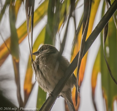 House Sparrow, Ormond Road, Elwood, Victoria, 1 Nov 2016