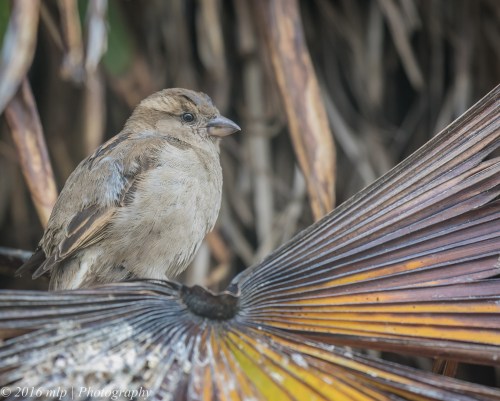 House Sparrow, Ormond Road, Elwood, Victoria, 1 Nov 2016