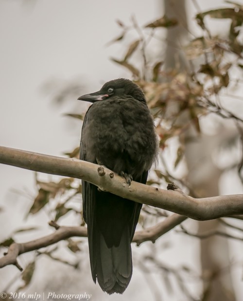 Little Raven, Elster Creek, Elwood, Victoria, 1 Nov 2016
