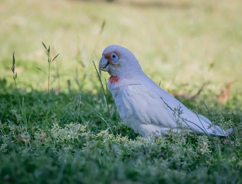 Long billed Corella, Elster Creek, Elsternwick, Victoria 19 Nov 2016