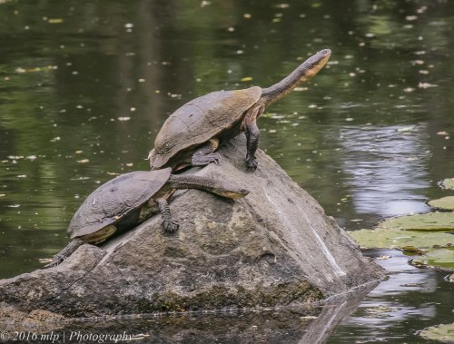 Long necked Turtles, Wilson Botanic Park, Berwick, Victoria, 30 Oct 2016