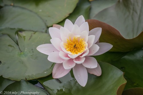 Lotus Flower Wilson Botanic Park, Berwick, Victoria, 30 Oct 2016