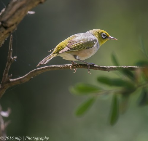 Silvereye, Point Ormond, Elwood, Victoria, 1 Nov 2016