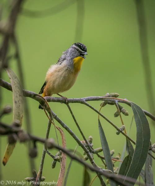 Spotted Pardalote, Wilson Botanic Park, Berwick, 30 Oct 2016